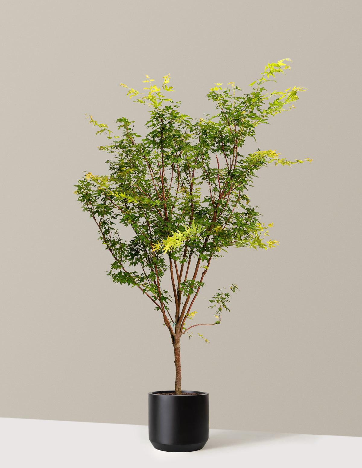 bundle | 5-6 ft. | Mexia | Black