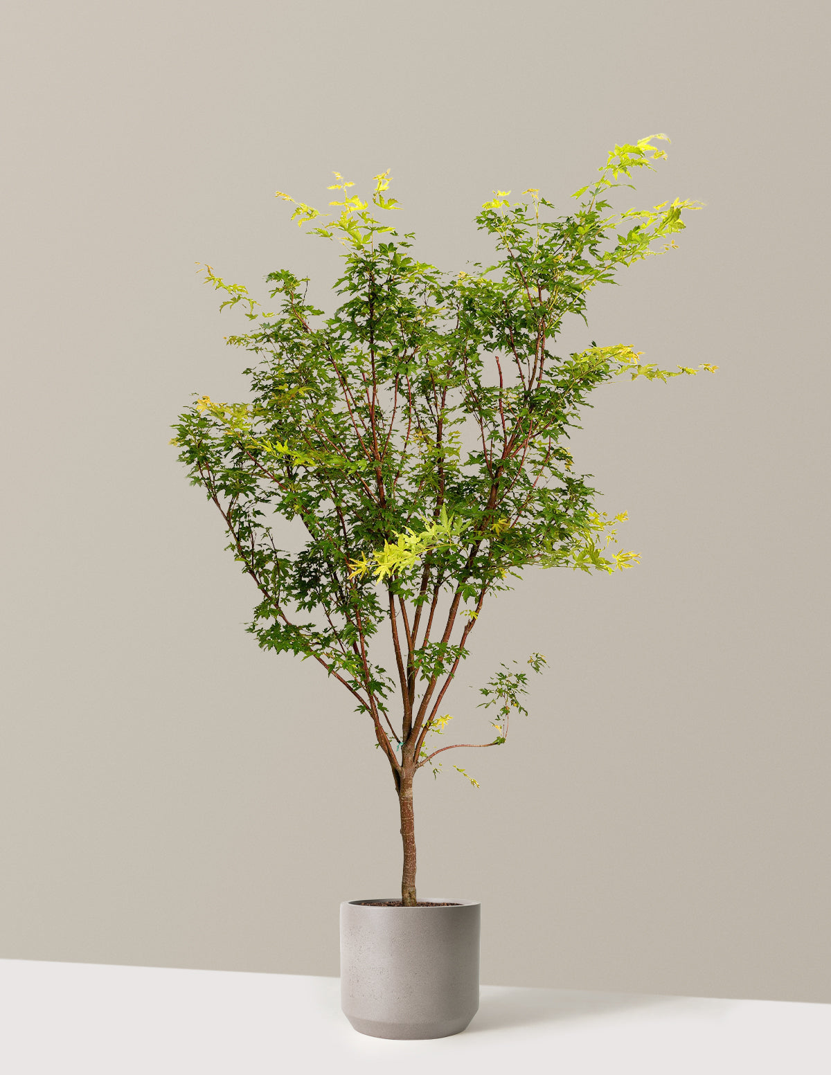 Coral Bark Japanese Maple Tree