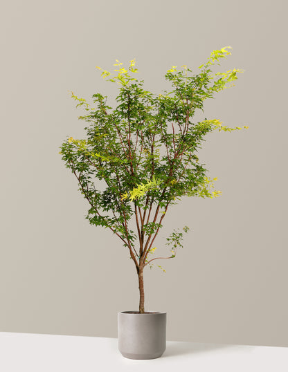 Coral Bark Japanese Maple Tree