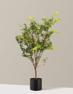 Coral Bark Japanese Maple Tree