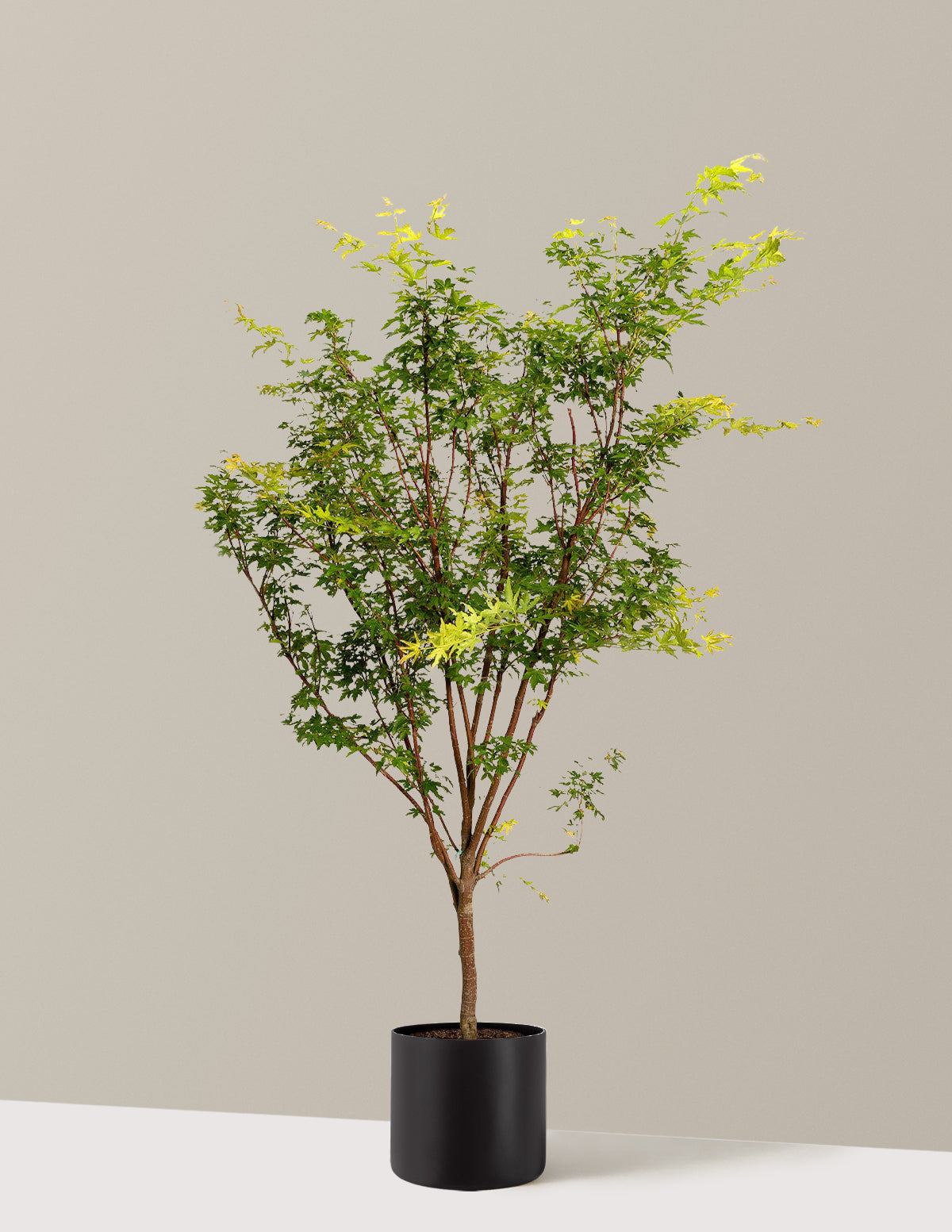 Coral Bark Japanese Maple Tree