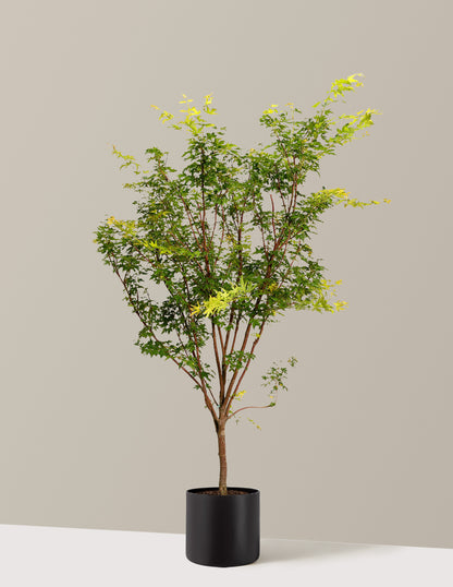 Coral Bark Japanese Maple Tree