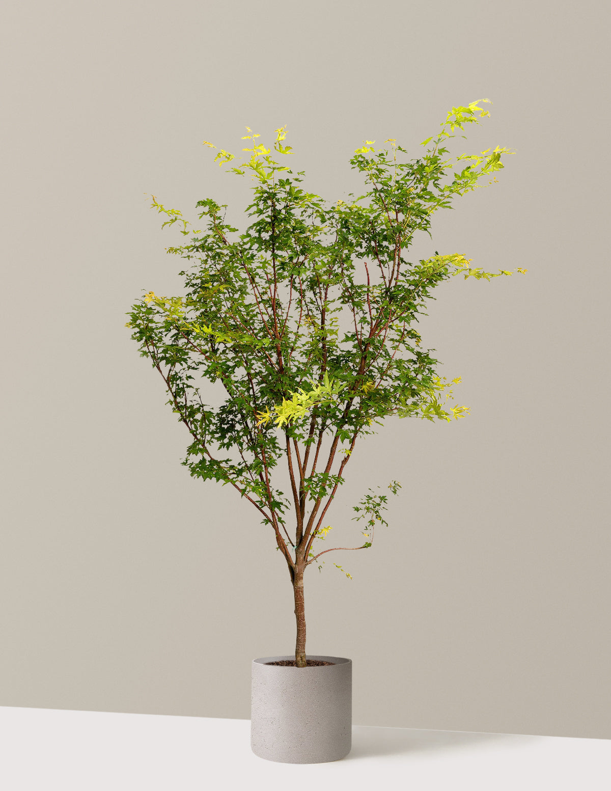 Coral Bark Japanese Maple Tree