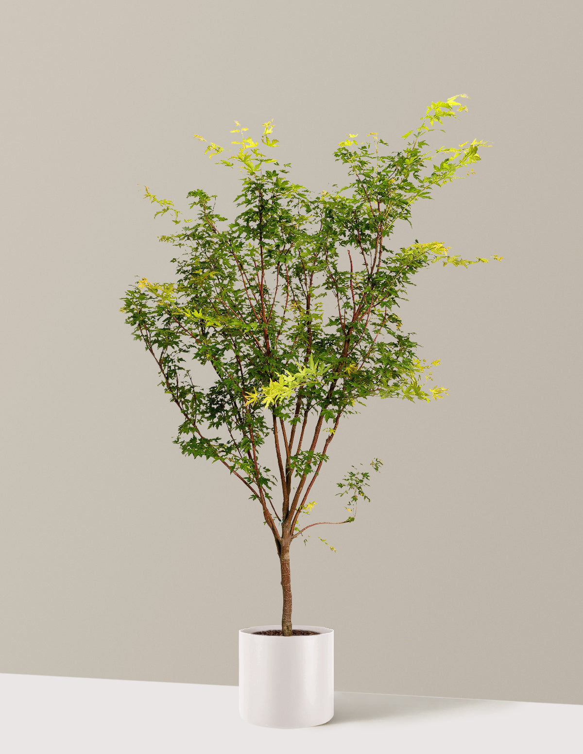 Coral Bark Japanese Maple Tree