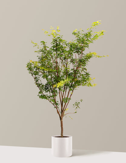 Coral Bark Japanese Maple Tree