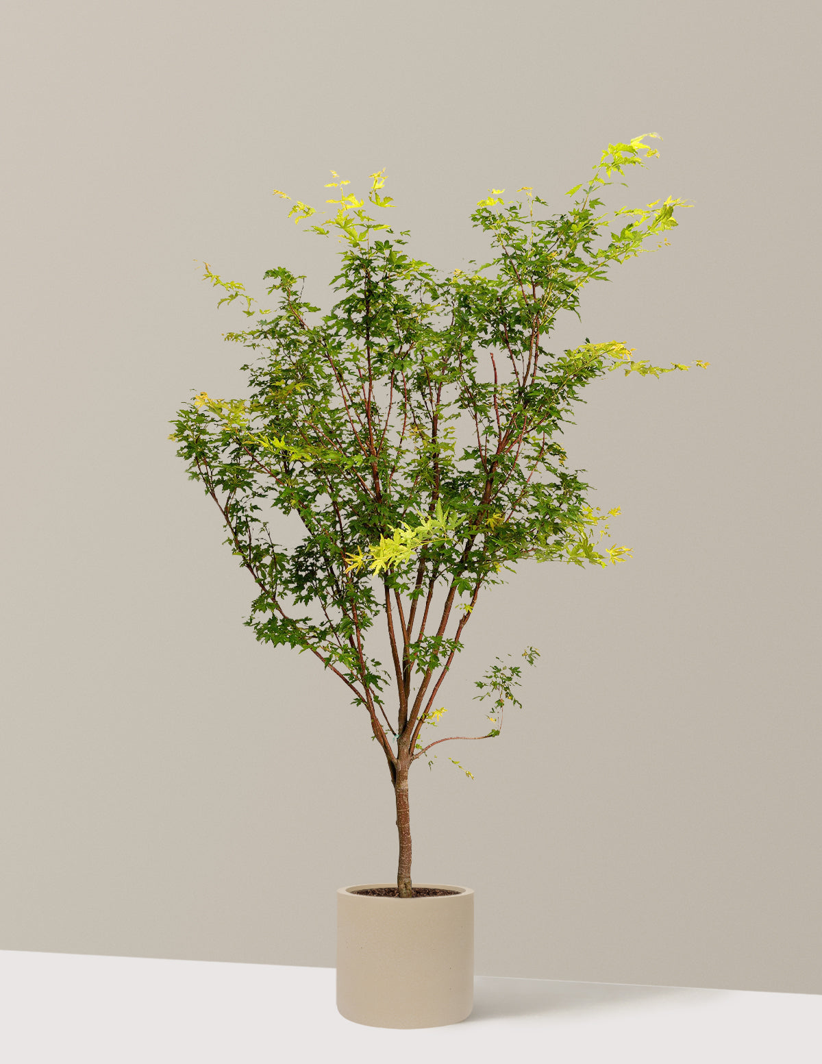 Coral Bark Japanese Maple Tree