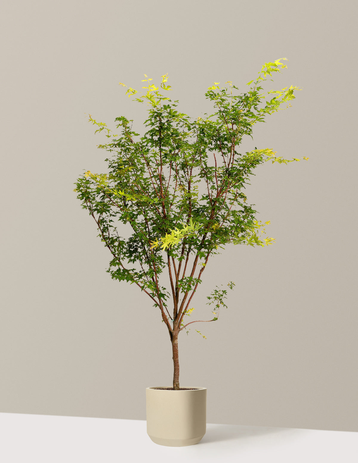Coral Bark Japanese Maple Tree