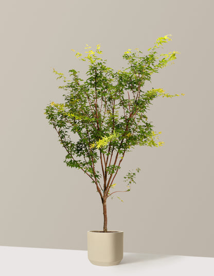 Coral Bark Japanese Maple Tree
