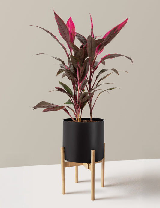 Large Cordyline Red Sister