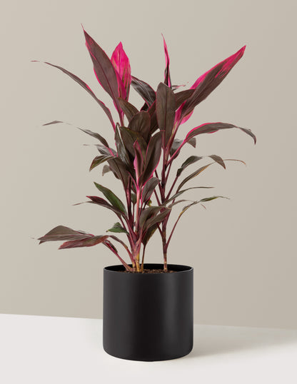 Large Cordyline Red Sister