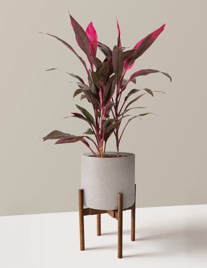 Large Cordyline Red Sister