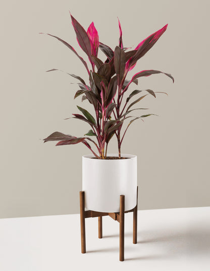 Large Cordyline Red Sister