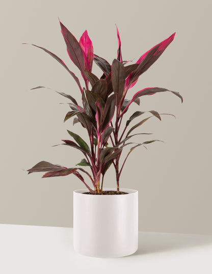 Large Cordyline Red Sister