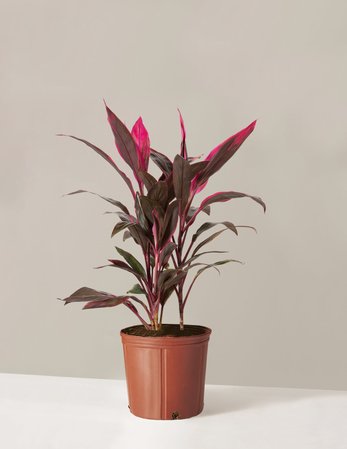 Large Cordyline Red Sister