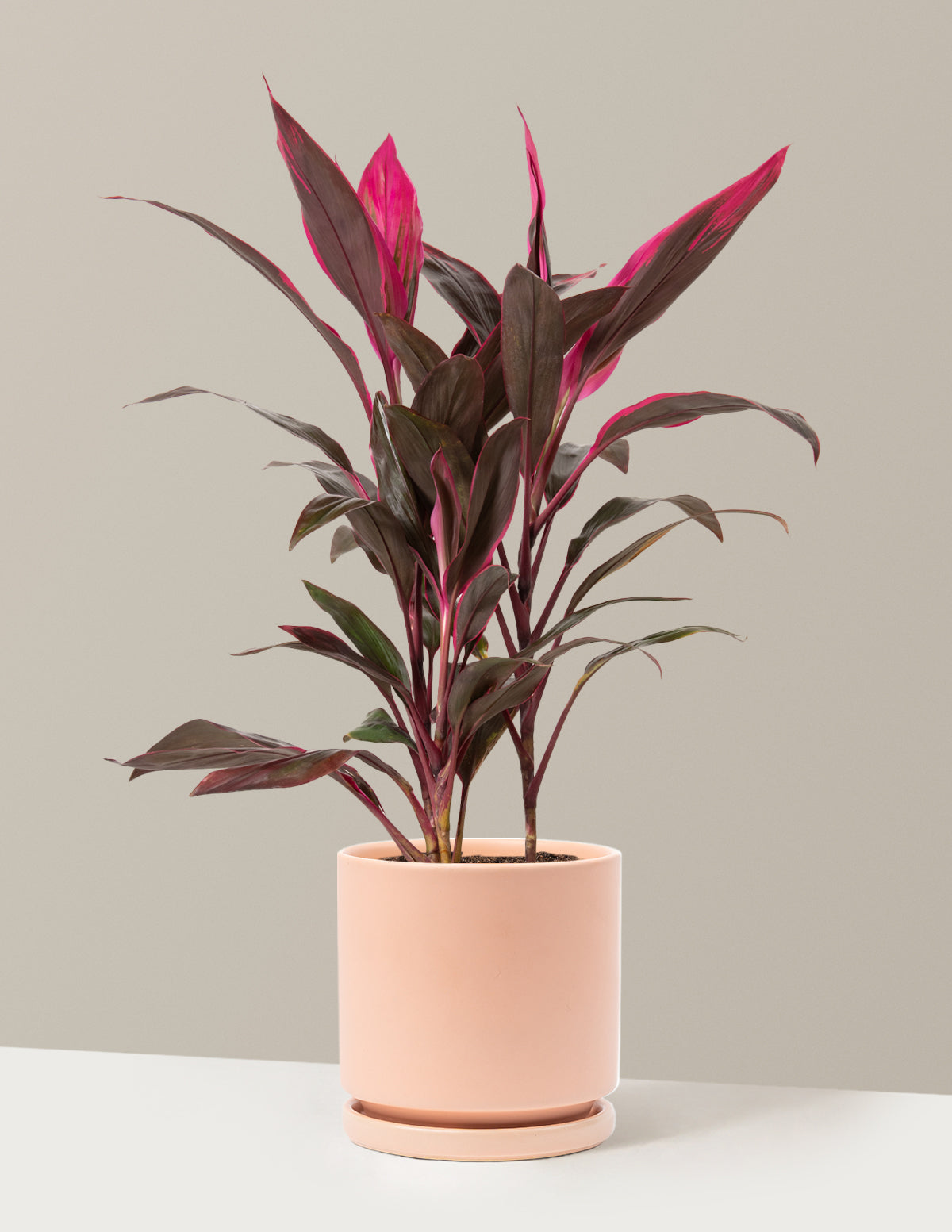 Large Cordyline Red Sister