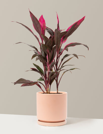 Large Cordyline Red Sister