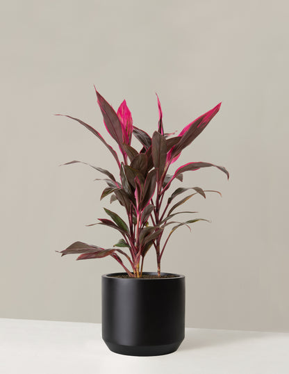 Large Cordyline Red Sister