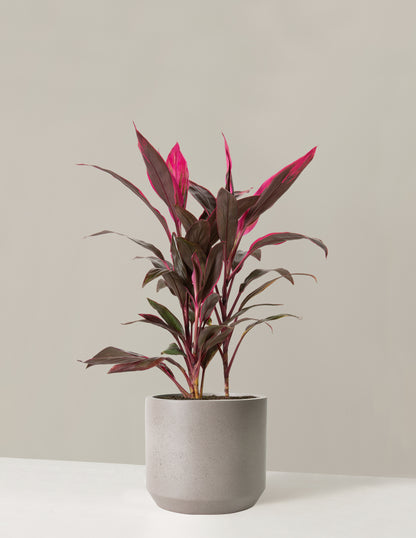 Large Cordyline Red Sister