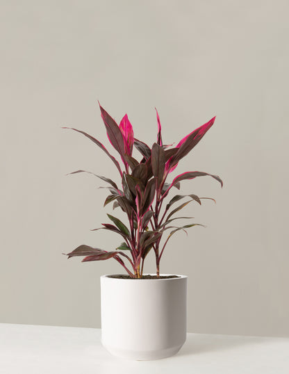 Large Cordyline Red Sister