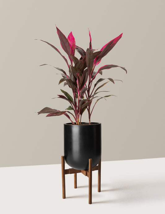 Large Cordyline Red Sister