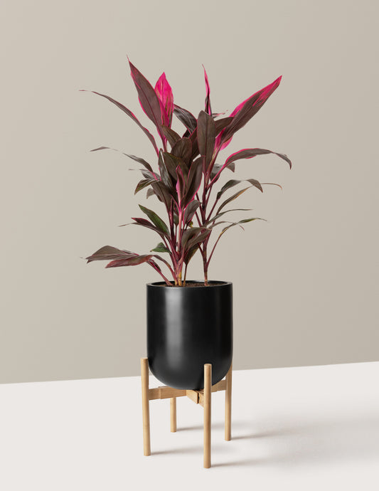 Large Cordyline Red Sister