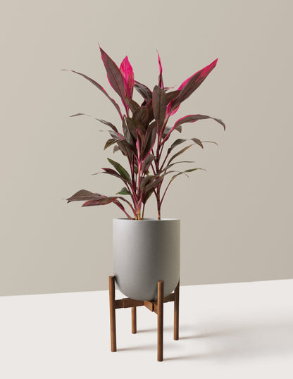 red sister plant indoor Large Cordyline Red Sister