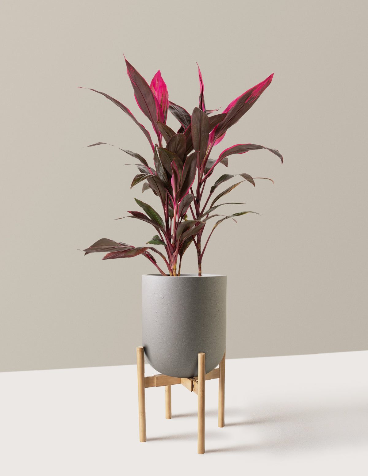 Large Cordyline Red Sister