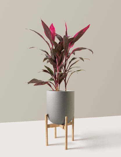 Large Cordyline Red Sister