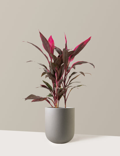 Large Cordyline Red Sister