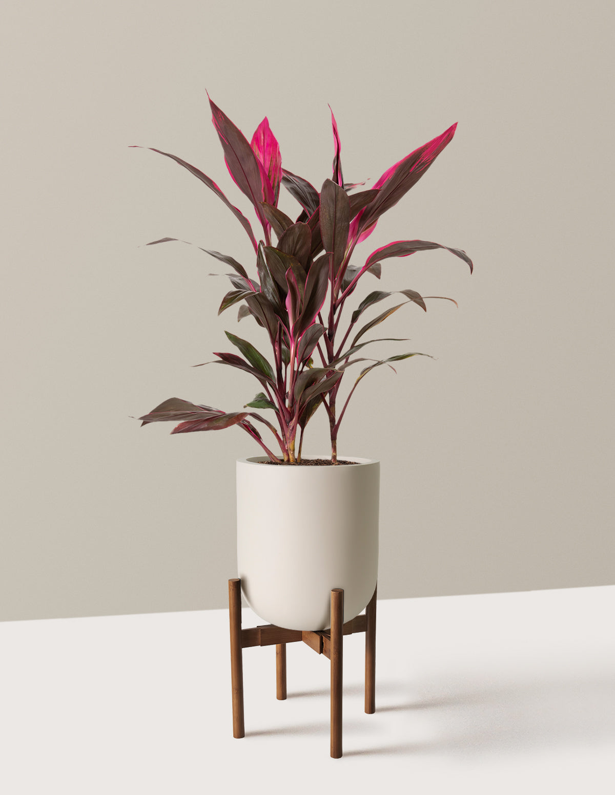 Large Cordyline Red Sister