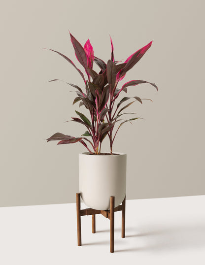 Large Cordyline Red Sister