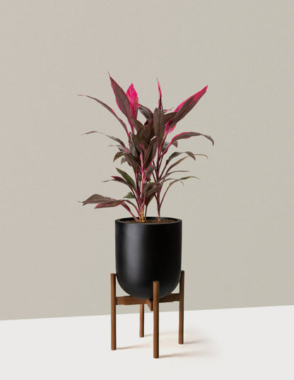Large Cordyline Red Sister