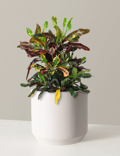 Large Corkscrew Croton