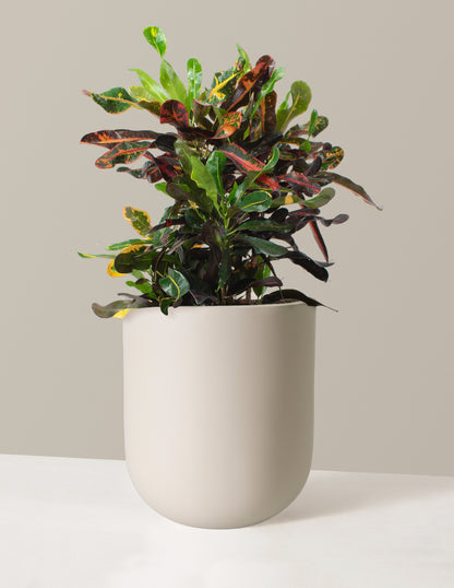 Large Corkscrew Croton