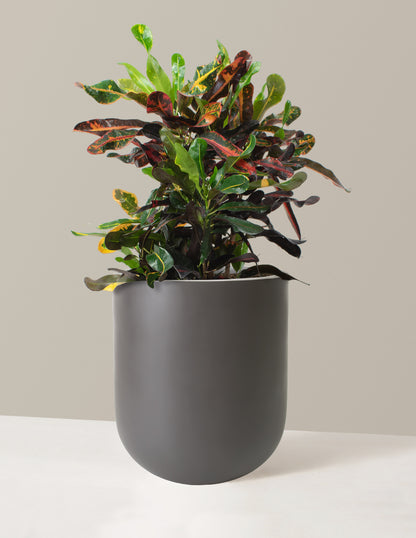 Large Corkscrew Croton