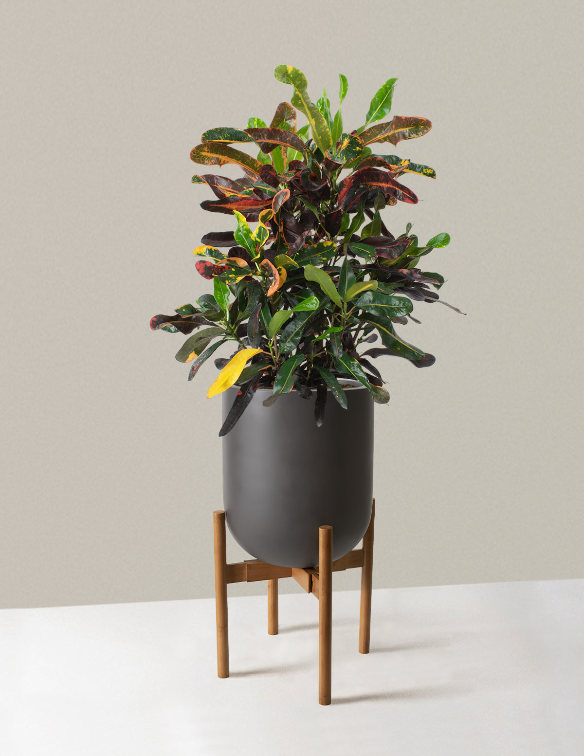 Large Corkscrew Croton