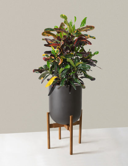Large Corkscrew Croton