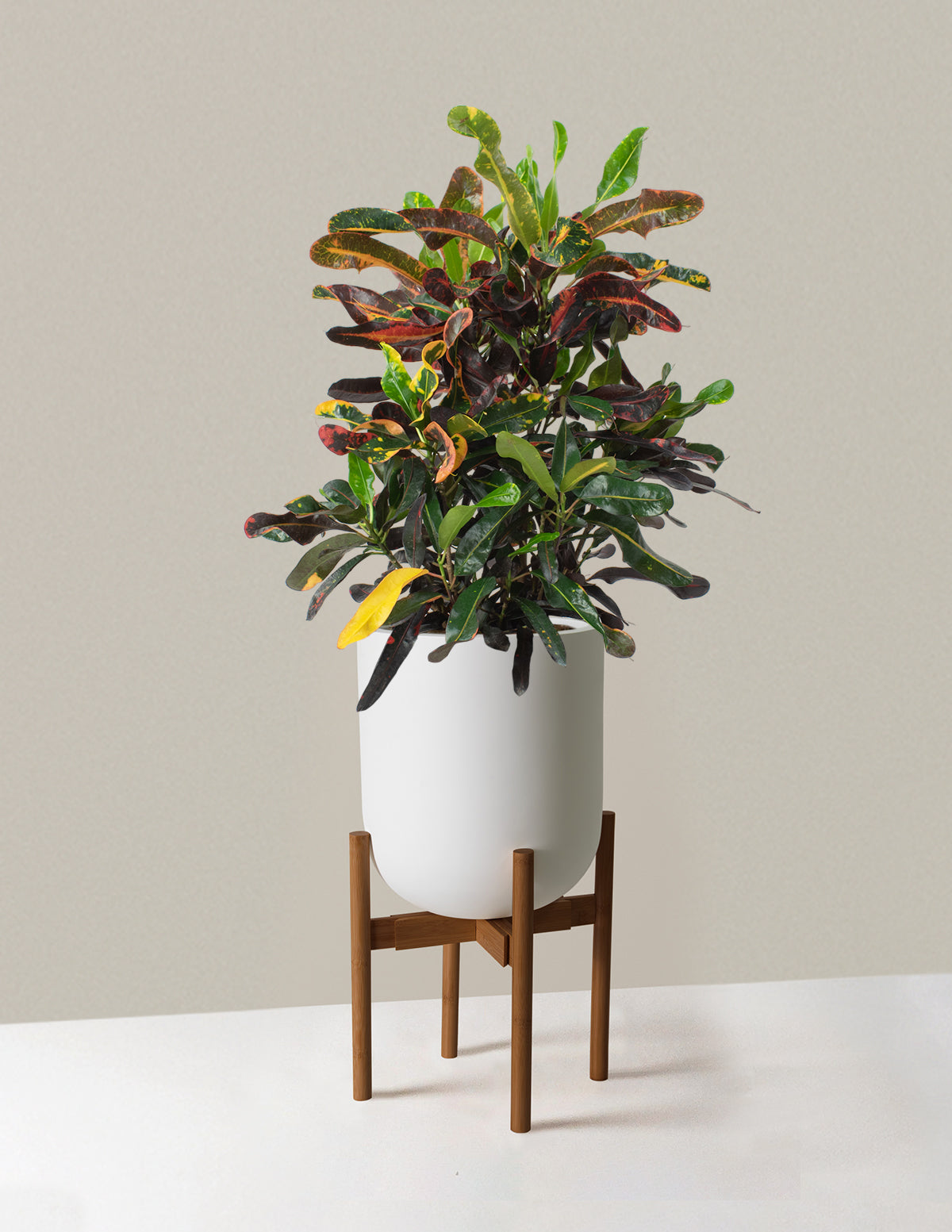 Large Corkscrew Croton