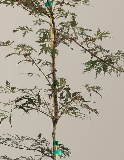 Crimson Queen Japanese Maple