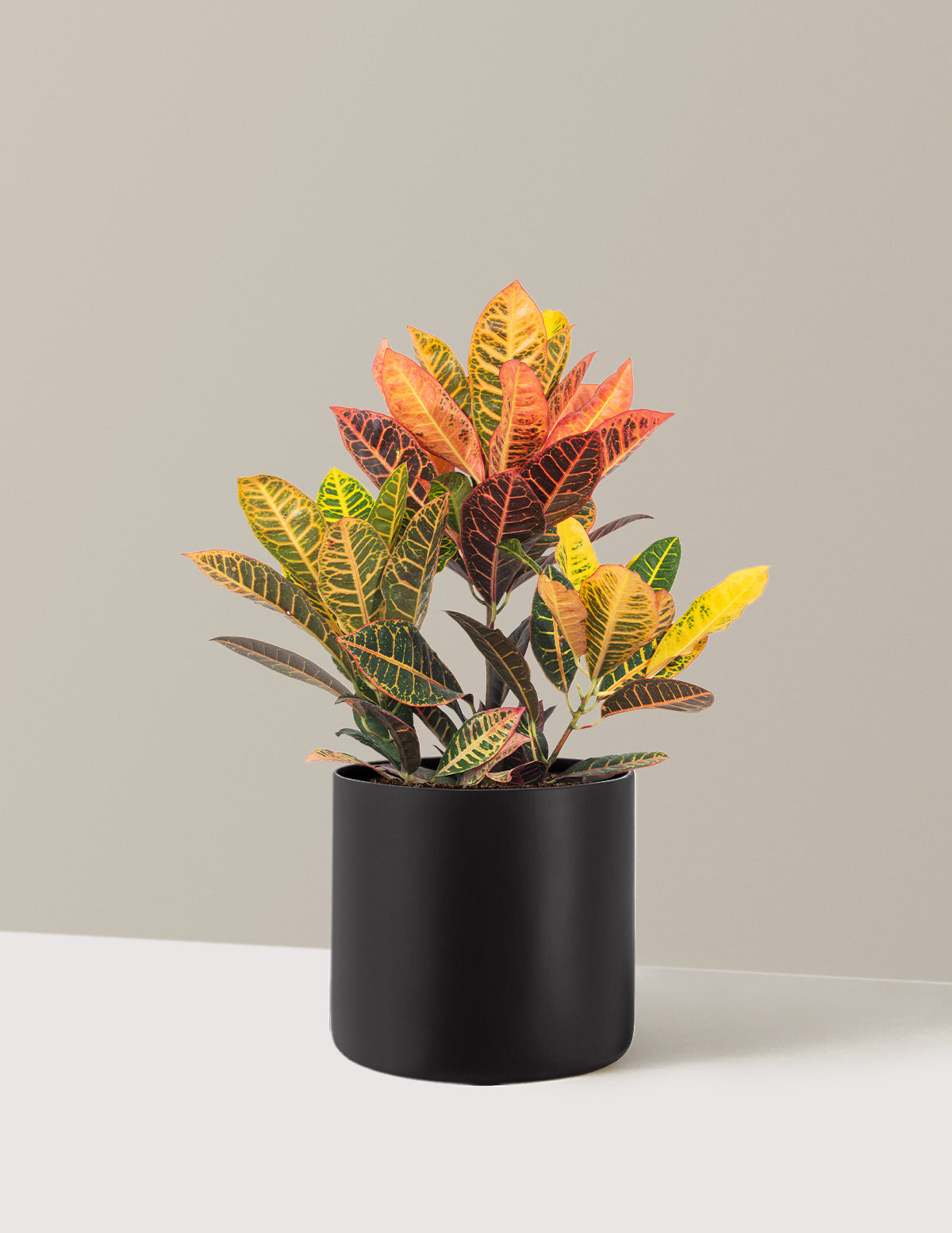 Croton Petra