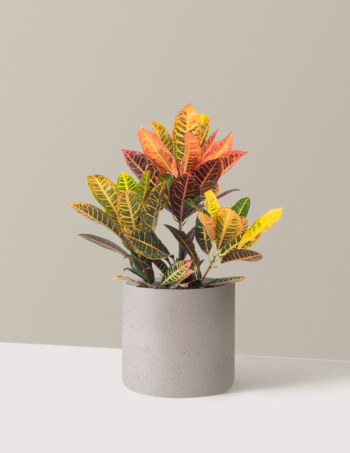 Croton Petra
