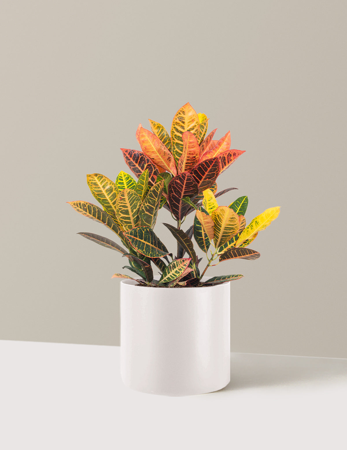 Croton Petra