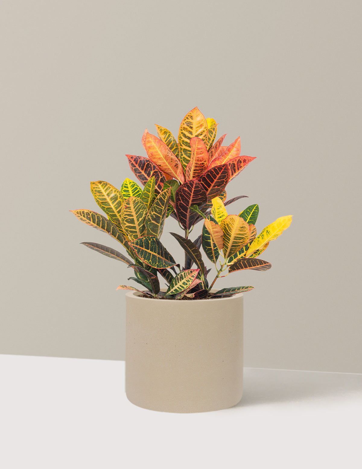 Croton Petra