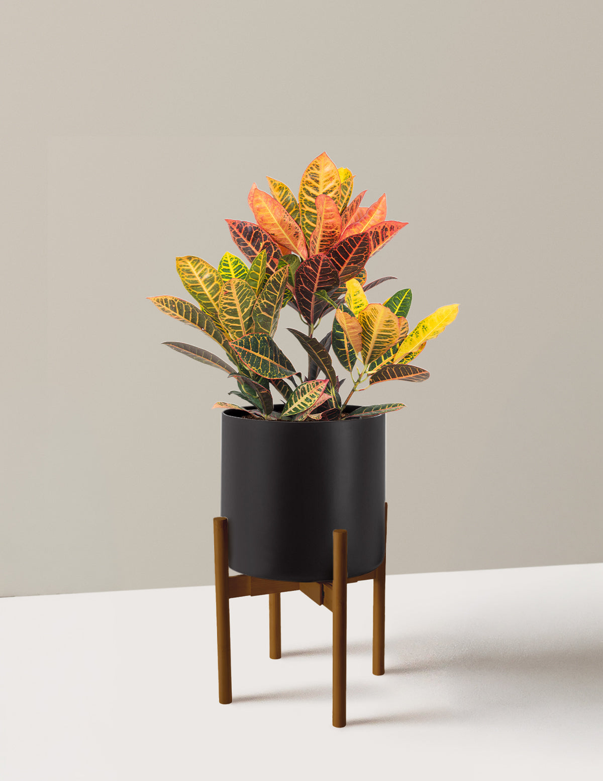 Croton Petra