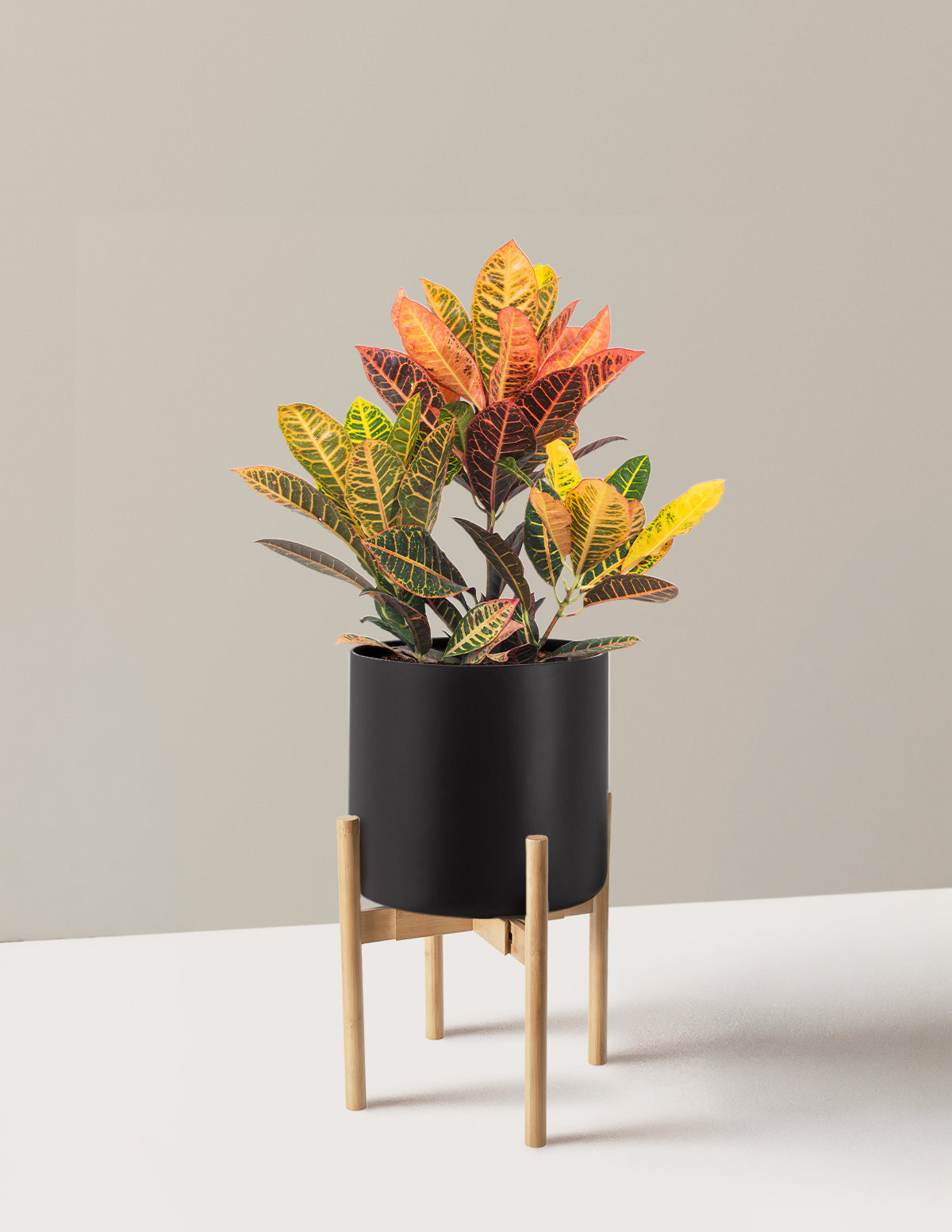 Croton Petra