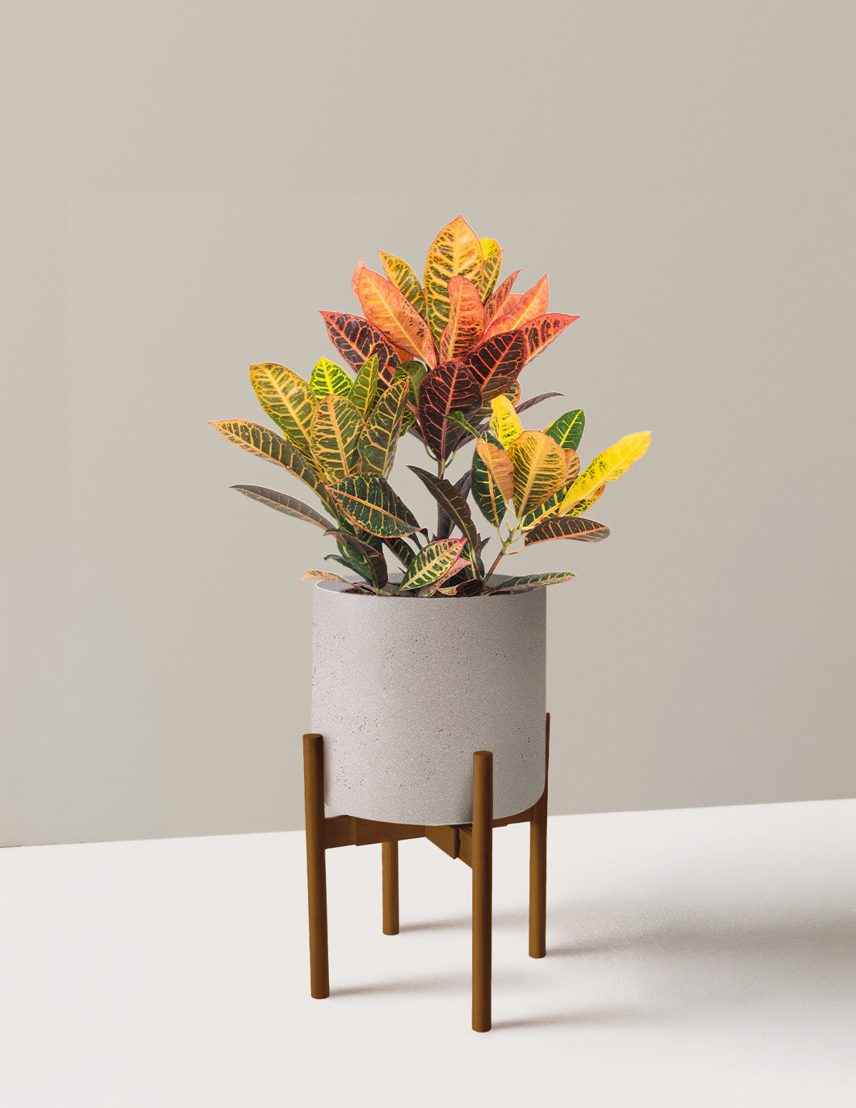 Croton Petra