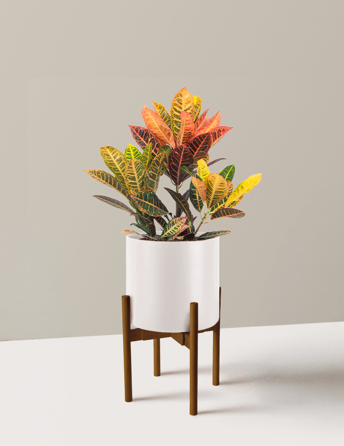 Croton Petra