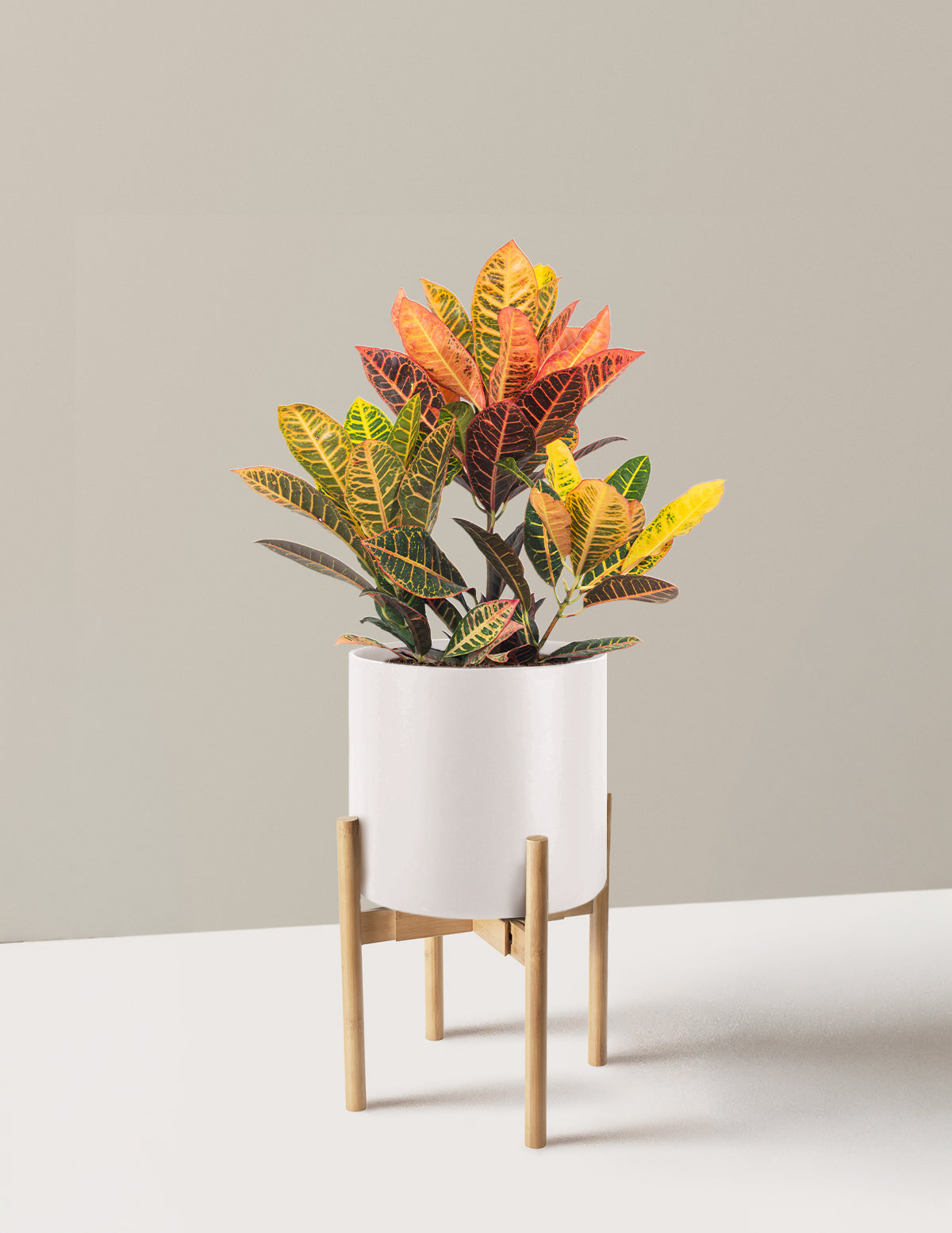 Croton Petra