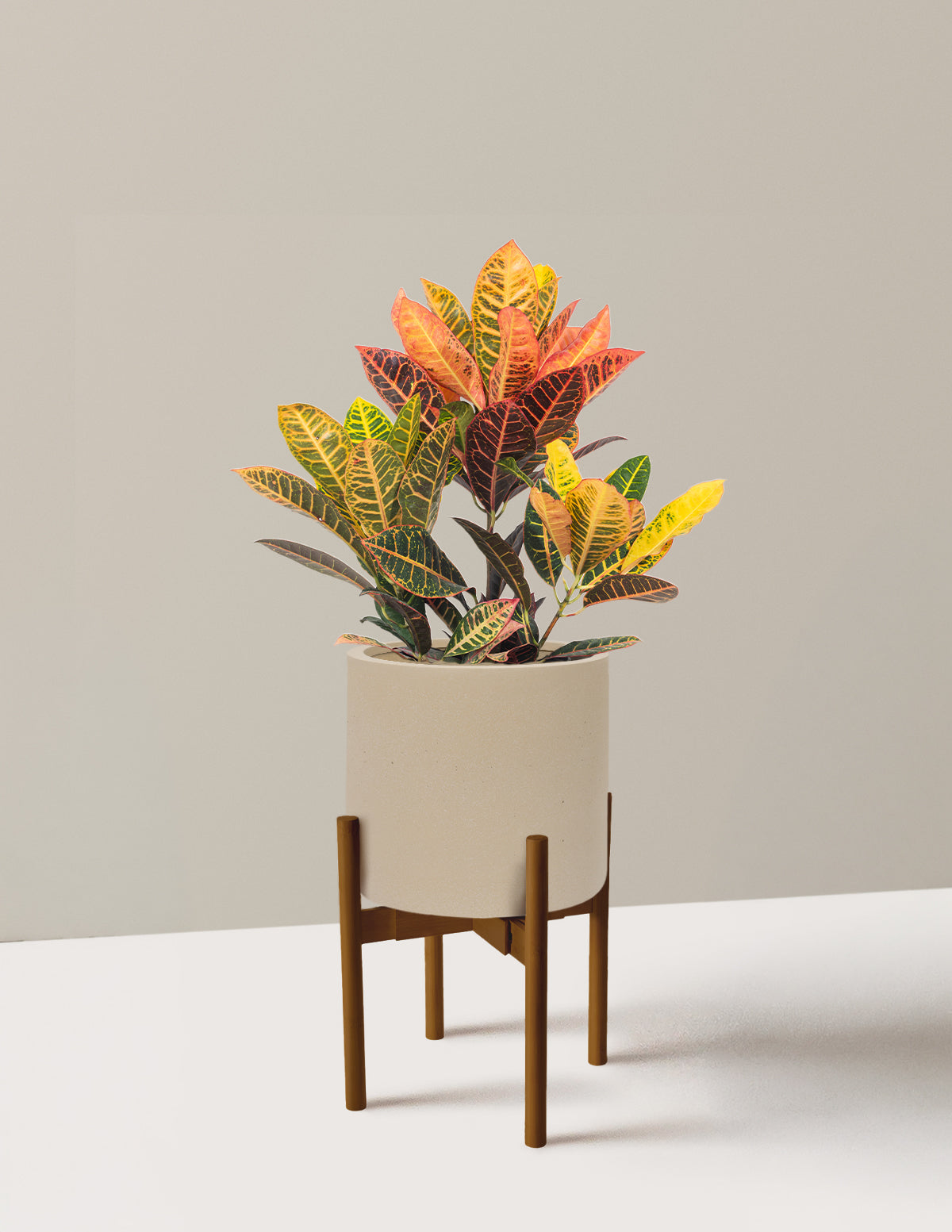 Croton Petra