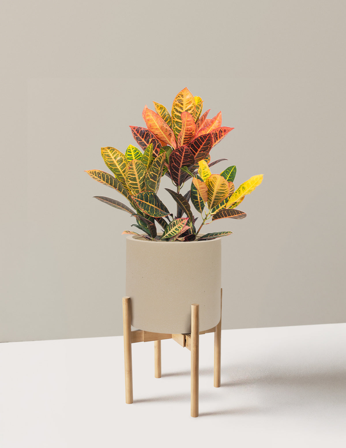 Croton Petra
